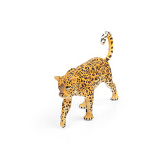 African Leopard (3 Years +)