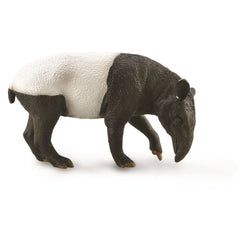Malayan Tapir (3 Years +)