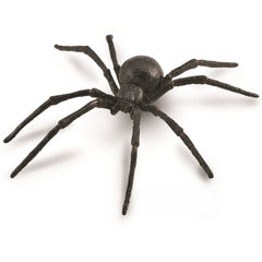 Black Widow Spider (3 Years +)