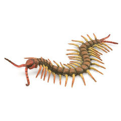 Centipede (3 Years +)