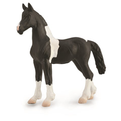 Barock Pinto Foal (3 Years +)
