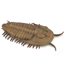 Redlichia Rex Trilobite (3 Years +)