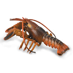 Lobster (3 Years +)
