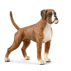 Boxer (3 Years +)