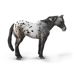 Appaloosa Blue Roan (3 Years +)