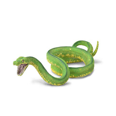 Green Tree Python (3 Years +)
