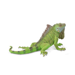 Iguana (3 Years +)