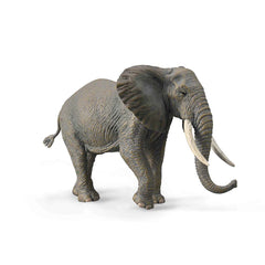 African Elephant (3 Years +)