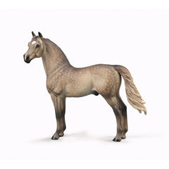 Morgan Stallion - Silver Grulla (3 Years +)