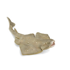 Angel Shark (3 Years +)