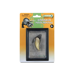 T-Rex Tooth In Display Case (3 Years +)