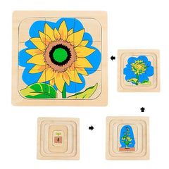 Life Cycle of Sunflower