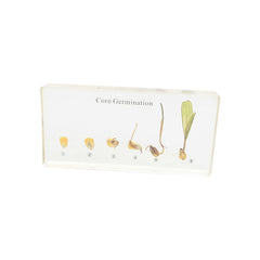 Corn Germination