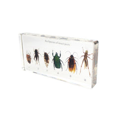 six kind of harmful insects collection (16.3*7.7*2)