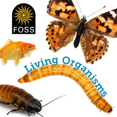 FOSS LIVING MATERIALS CARD CODE 75 MILKWEED EGGS