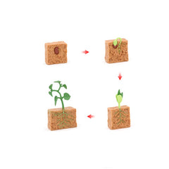 Life Cycle Objects - Plant