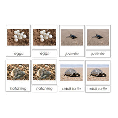 Sorting Cards-Turtle Life Cycle EN