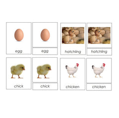 Sorting Cards-Chick Life Cycle EN