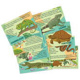 Mould & Paint - Reptile & Amphibian (5 Years +)