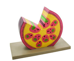 Model, Monocot Stem T.S. (Each)