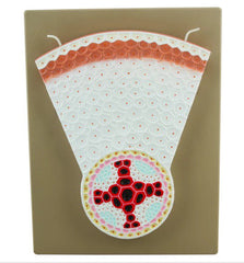 Model, Dicot Root T.S. (Each)