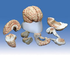 Model - Life Size Human Brain including Arteries (with base) - 8 parts
