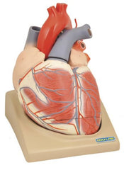 Model - 7x Enlarged Human Heart (with base) - 4 parts