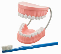Model, Dental Care (Each)