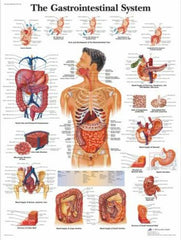 Anatomical Chart, 50x67cm, Gastrointestina (Each)