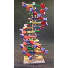 Molymod 12-Layer DNA Model Kit (Each)\nAMDNA-060-12