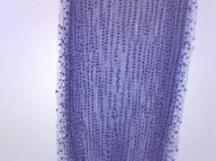 Allium Root Tips, Mitosis - Prepared Microscope Slide - 75x25mm (Each)