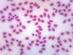 Microscope Slide - Blood smear Giemsa (Each)