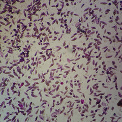 Microscope Slide - Euglena (Each)