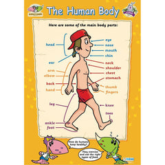 Poster: The Human Body (Each)
