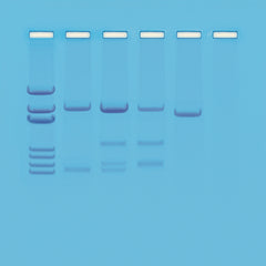 Edvotek Activity Kit - DNA Paternity Testing Simulation
