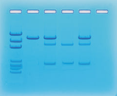 Edvotek Activity Kit - Cancer Gene Detection