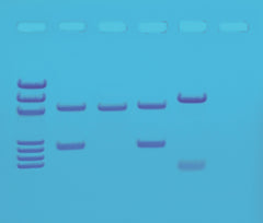 Edvotek Activity Kit - DNA Fingerprinting by PCR Amplification