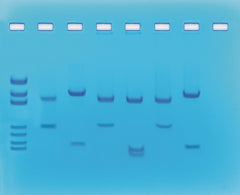 Edvotek Activity Kit - DNA Fingerprinting Using Restriction Enzymes