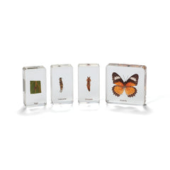 Butterfly Life Cycle