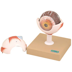 Model Eye 7 Parts