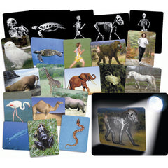 X-Rays-What Is Inside Amimals, Pk16