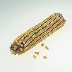 DISC-FREY SCIENTIFIC - CORN - GENETIC STARCHY AND SWEET