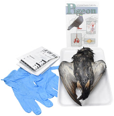 PIGEON - DOUBLE - W/O DISSECTION TOOLS