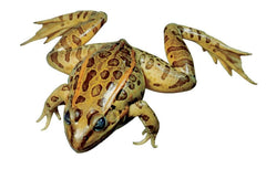 GRASS FROG - PLAIN - 4-5 IN - FORM-FREE - VAC PACK OF 10