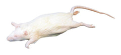 RAT - PLAIN - 7-9 IN - VAC PACK OF 30