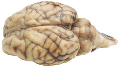 SHEEP BRAIN - W/O HYPO - WET PAIL PK OF 100