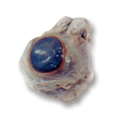 SHEEP EYE - WET PAIL PK OF 100