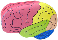 MODEL - HUMAN BRAIN - 3-D MODEL MAKING KIT