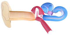 DISC-MODEL - HUMAN EAR - 3-D MODEL MAKING KIT