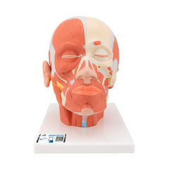 MODEL - HUMAN HEAD - MUSCULATURE